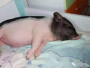 娱乐圈吃瓜爆料的小说小香猪推荐,小香猪带你揭秘幕后真相